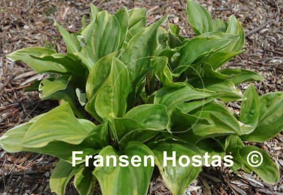 Hosta Royal Super